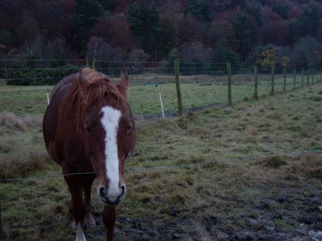 A horse